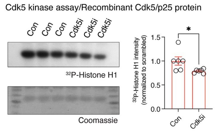 Recombinant Cdk5-p25 proteins were incubated with Cdk5i.jpg